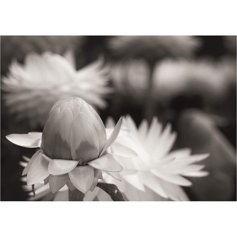 Macro Ringlight Flash with LED Display Compatible with Canon EOS