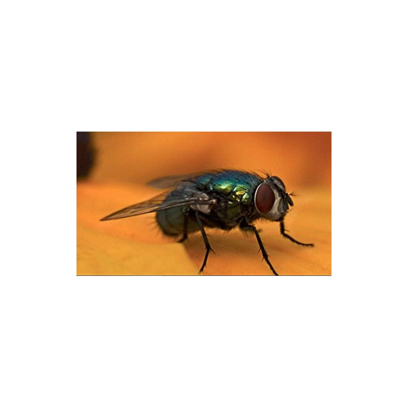 Ultra Wide Angle High Definition Conversion Lens (Low Profile) Compatible