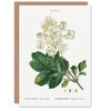 Artery8 Pierre-Joseph Redouté Art Card Oakleaf Hydrangea Flowers