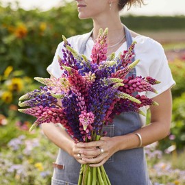 Russell Lupine Seeds - 1 Ounce - Pink/Red/Purple Flower Seeds, Heirloom Seed, Open Pollinated Seed Attracts Bees, Attracts Butterflies, Attracts Hummingbirds, Attracts Pollinators