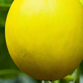Canary Melon Garden Seeds - Yellow - 1 Oz - Non-GMO, Heirloom Vegetable Gardening Seed - Fruit