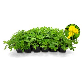 Ornamental Peanut Grass | 1 Live 4 Inch Plant | Arachis glabrata | Drought-Tolerant Ground Cover | Low-Maintenance Lawn Alternative