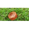 Jet International Carnelian Orgone Tower Buster Piezo Electric EMF Protection