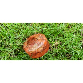 Jet International Carnelian Orgone Tower Buster Piezo Electric EMF Protection Generator Frequency Ions Tested Cloud Chem Buster