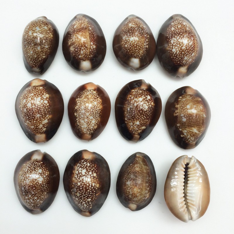PEPPERLONELY 12PC Serpent's Head Cowrie Sea Shells, Cyprae Caputserpentis Shells,