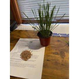 Handy Pantry Cat Grass Seeds - Seed Blend (Organic) | Free Shipping! - 250+ Seeds