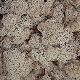 Reindeer Moss Lichen - Natural Preserved Dried - 500 Grams - Natural