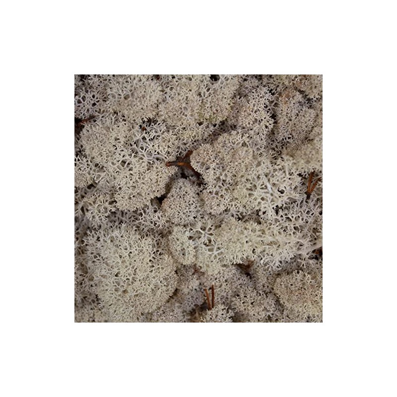 Reindeer Moss Lichen - Natural Preserved Dried - 500 Grams