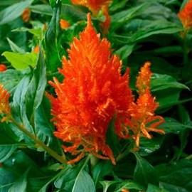 Park Seed Celosia Flower Plant Seeds, Easy to Grow, Perfect for Spring Garden, Flamma Orange, Pack of 50