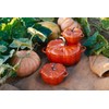 Staub ceramic petite pumpkin cocotte - Orange, 13cm