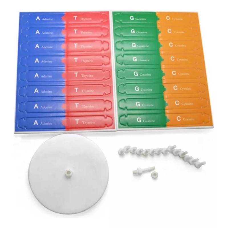 Deluxe Modelo 3d Adn Educativo Moléculas Niños Doble Helice