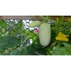 22Day Seeds: Seeds Cucumber White Angel F1 Open-Pollinated/Indoor / 50
