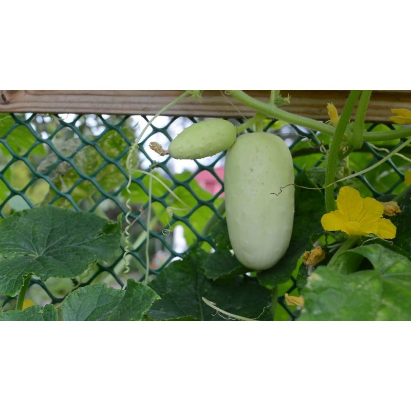 22Day Seeds: Seeds Cucumber White Angel F1 Open-Pollinated/Indoor / 50