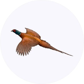 24 x 40mm Round 'Flying Pheasant' Stickers (SK00048765)