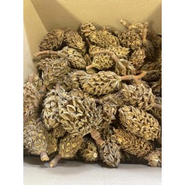 CZ Grain Magnolia Pine Cones - Stunning Magnolia Seed Pods, Great for Decorating, Crafts - 10 Cones