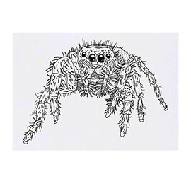 'Hairy Tarantula' Temporary Tattoo - Water Resistant, Skin-Safe, Non-Toxic Transfer (TO00021954)
