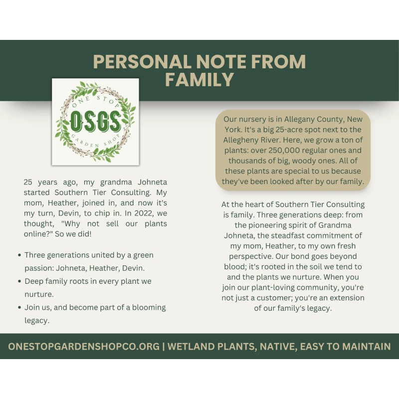 Equisetum hyemale | Scouring-rush Horsetail | Bareroot | Ancient |