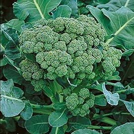 Broccoli Green Sprouting Heirloom Great Vegetable by Seed Kingdom (2,000 Seeds)