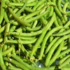 Provider Bush Bean Seeds - 1 Lb - Non-GMO, Heirloom