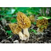 CEMEHA SEEDS - Morel Mushrooms Spores Mycelium Non GMO Spawn