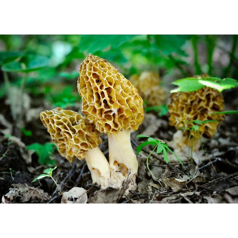 CEMEHA SEEDS - Morel Mushrooms Spores Mycelium Non GMO Spawn