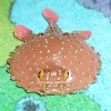 Sea Creature Replicas - Rubber/PVC - AAA