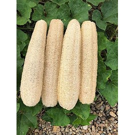 Esponjas naturales de lufa biodegradables para el cuerpo, esponja exfoliante de baño Luffa 4 unidades