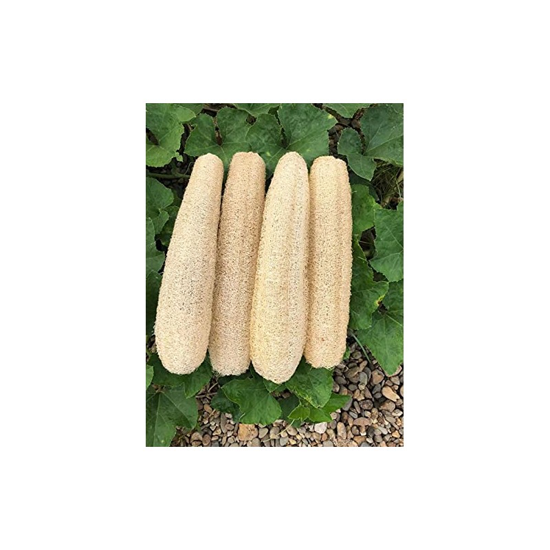 Esponjas naturales de lufa biodegradables para el cuerpo, esponja exfoliante