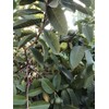 Guava Tree With Pot 10” Seedling Pink Guava Tropical Live