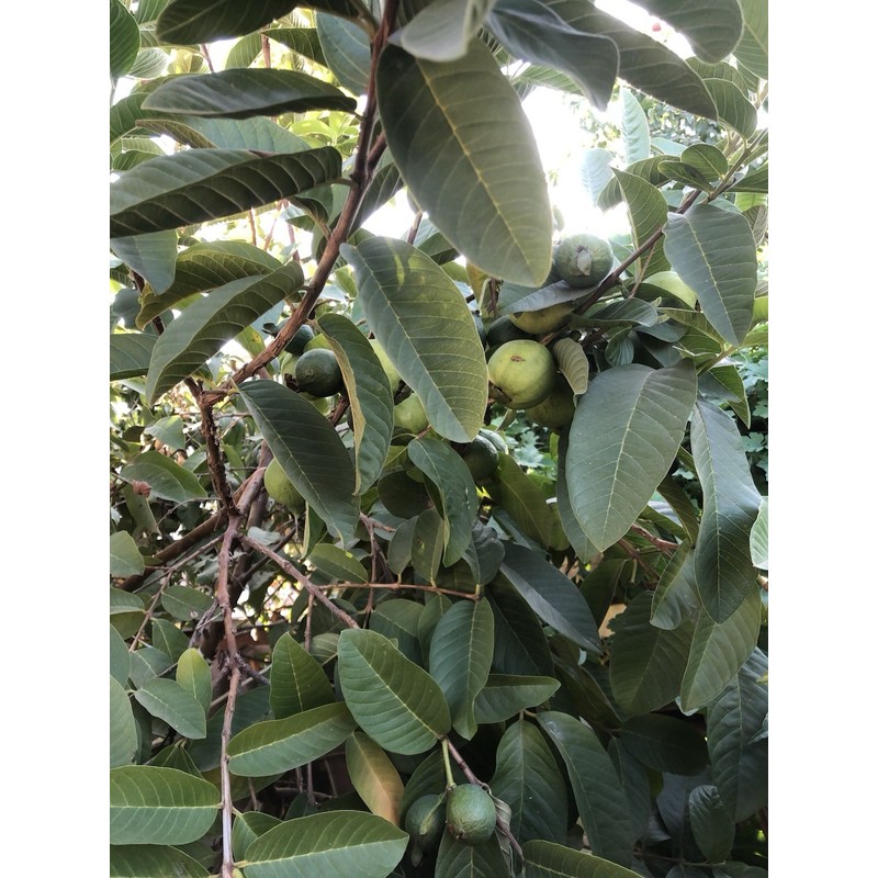 Guava Tree With Pot 10” Seedling Pink Guava Tropical Live
