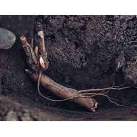 Marde Ross & Company Festiva Maxima - Double White Peonies Bulbs for Planting, Peony Plant Bare Root | Peony Bulbs for Spring Planting 2024 | Peony Seeds for Planting Outdoors