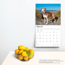 For the Love of American Pit Bull Terriers | 2024 14 x 24 Inch Monthly Deluxe Wall Calendar | Foil Stamped Cover | BrownTrout | Animal Dog Breeds
