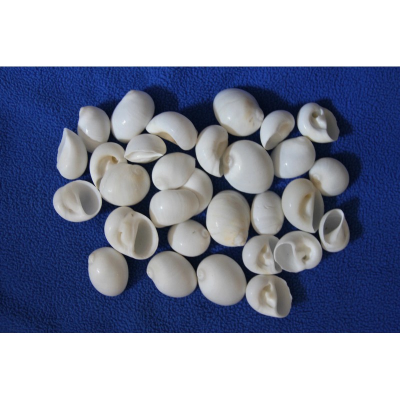 Shorely Yours NATICA MAMILLIA,Seash - 100 Shells