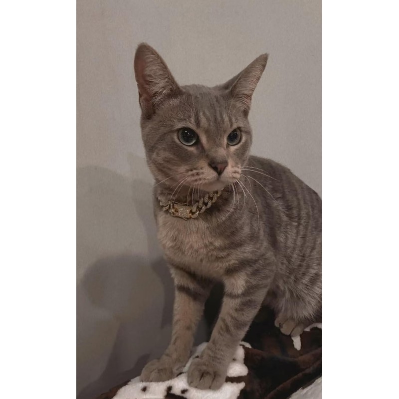 Luxury Gold Crystal Dog Collar - Designer Cuban Link Metal