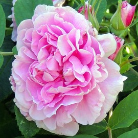 Heirloom Roses Rose Plant - Thérèse Bugnet Nearly Thornless Rose Bush, Rugosa Live Pink Rose Plant for Planting Outdoors