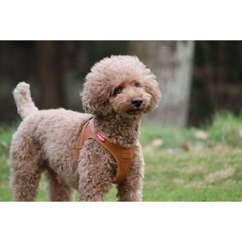 Curli Apple Leather Dog Harness Brown Small