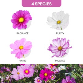 Groundio Cosmos Seeds Wildflower Mix, 1 Oz, Over 3,000 Seeds, 4 Varieties Flowers Seeds for Planting (Radiance, Purity, Pinkie, Picotee), Garden Seeds to Attract Bees, Butterflies & Birds – Bulk