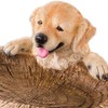 NOENNULL 7 Bird Bath for Outside, Two Playful Golden Retriever