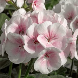 Eden Brothers Geranium Seeds - Maverick Appleblossom