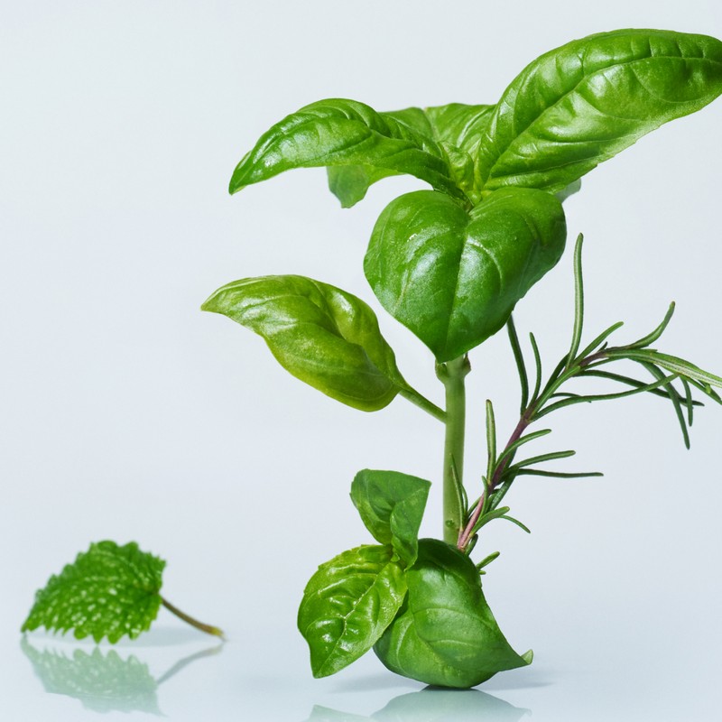 Osulloc [오설록]바질 보타닉 가든 10입 (원산지:상세설명참조) [Osulloc] Basil Botanic Garden