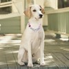 haoyueer Martingale Dog Collar - Stainless Steel Chain, No Pull