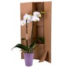 DecoBlooms Premium White 5” Orchid Live Indoor Plant (Modern Pot