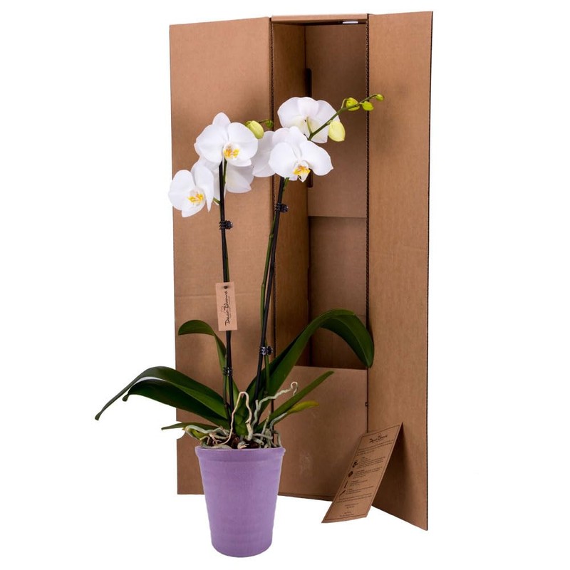 DecoBlooms Premium White 5” Orchid Live Indoor Plant (Modern Pot