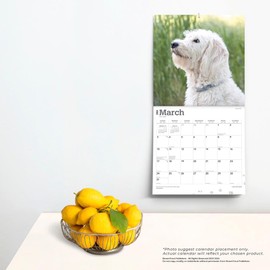 Labradoodles | 2024 12 x 24 Inch Monthly Square Wall Calendar | BrownTrout | Animals Mixed Dog Breeds