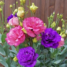 Eustoma / Lisianthus Grandiflorum Thornless Rose Seeds 400 to 4000pcs, Easy to Grow, Year-round Planting - Qty: 4000 Seeds