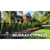 Murray Cypress | 3 Live Plants | Cupressocyparis leylandii 'Murray'
