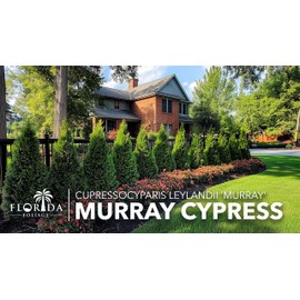 Murray Cypress | 3 Live Plants | Cupressocyparis leylandii 'Murray' | Fast Growing Privacy Trees | Evergreen Plants for Windbreaks