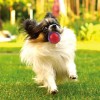 Gigwi Ball Pelota Para Perros Masticable Super Resistente Color Naranja