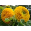 KIRA SEEDS - Seeds Teddy Bear Sunflower - Yellow Double