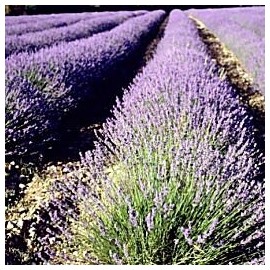 5,000 True English Lavender Vera Lavender Augustifolia Vera Herb Flower Seeds